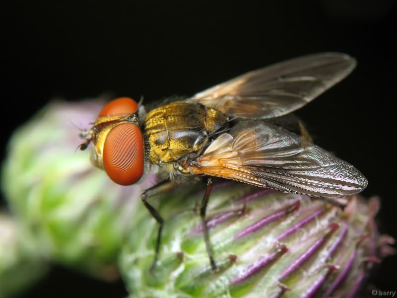 Ectophasia crassipennis (Fabricius, 1794)